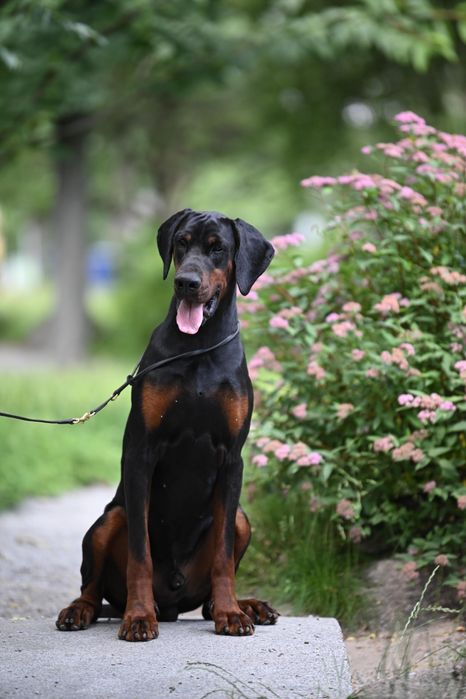 Шикарный FCI- КСУ кобель добермана. Вязка