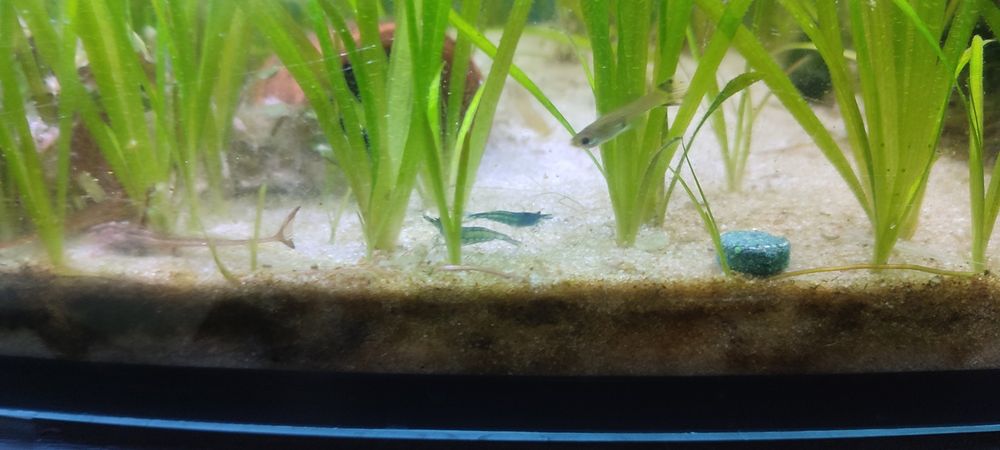 Neocaridina Blue Velvet