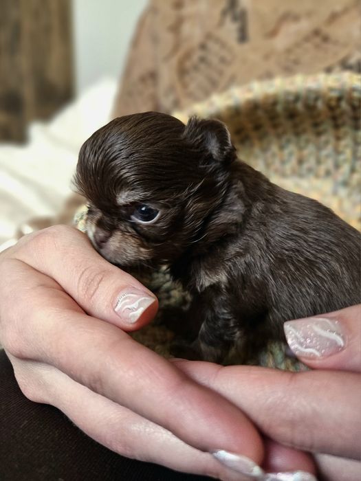 Chihuahua prześliczny chłopiec