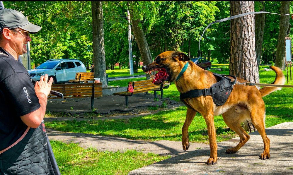 Кобель бельгійської вівчарки (малінуа)