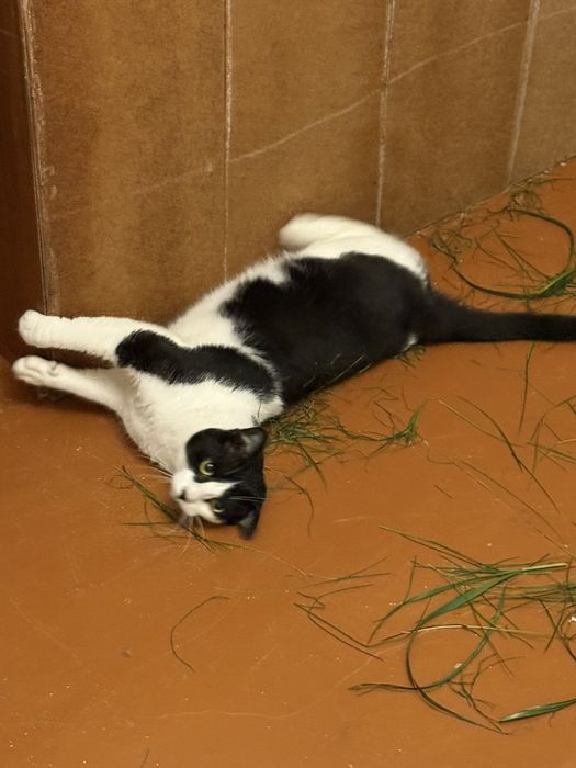 Котячі діти в хороші руки