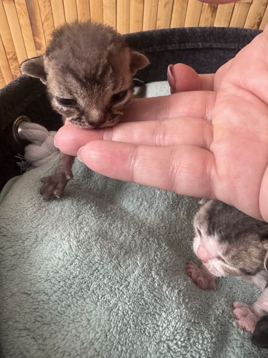 Девон-рекс кошенята - різні забарвлення з документами