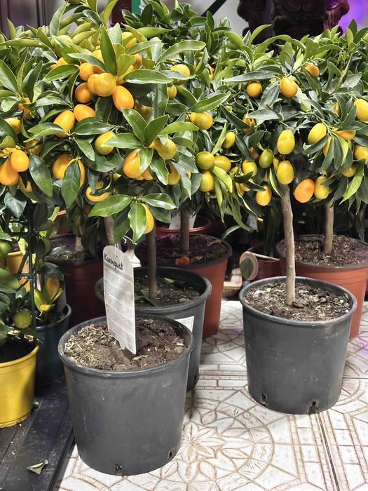 Цитрус каламондін та кумкват з плодами