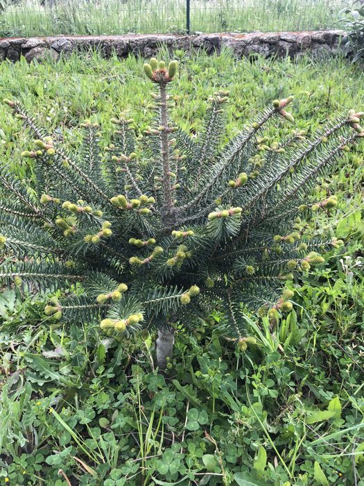 Árvores de jardim abeto, auracaria e Acer