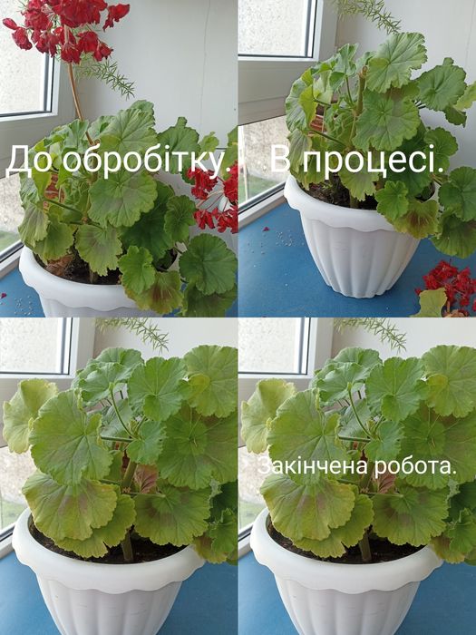 Приведу до ладу ваші вазонки, пересаджу, підстрижу, почищу, підлікую.