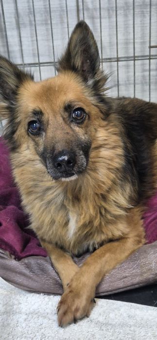 Mały piesek okolo 3 lata