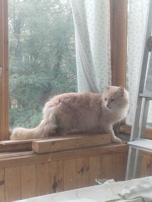 В добрі руки. Майже МЕЙН КУН шукає родину! Київ