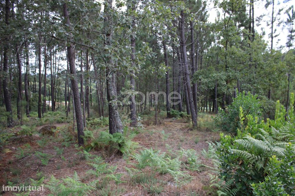 Terreno com pinhal e e mato a 15 minutos de Viseu