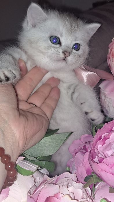 Маємо кошенят срібна шиншила