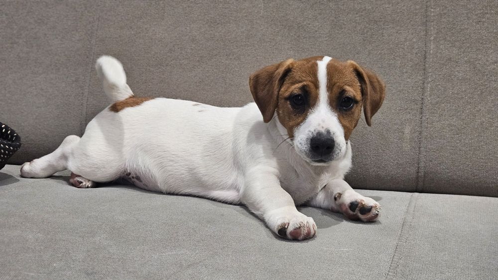 Suczka Jack Russell Terrier