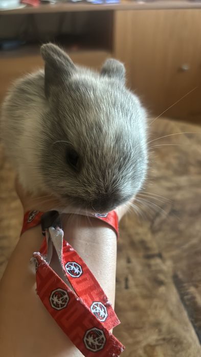Coelhos anões bebes