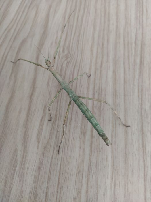 Палочник Аннамский необычный домашний питомец