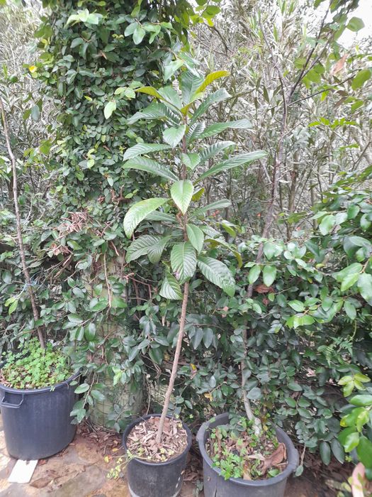 Nespereiras com 1,70/180 metros de altura