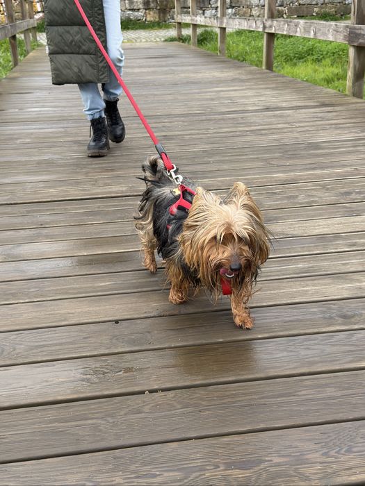 Pet sitting passeio/tratamento caes gatos