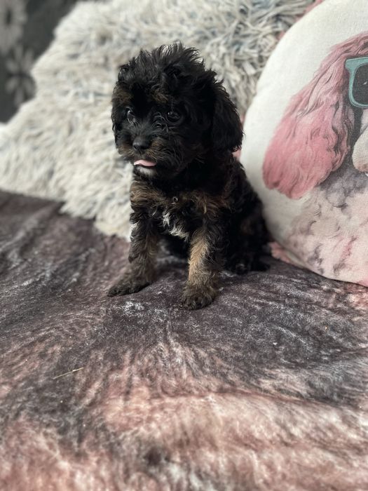 Cavapoo cavalier pudel miniaturowy