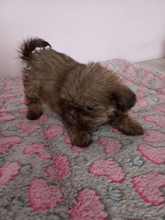 Malutka Shih tzu Gaga/domowa hodowla