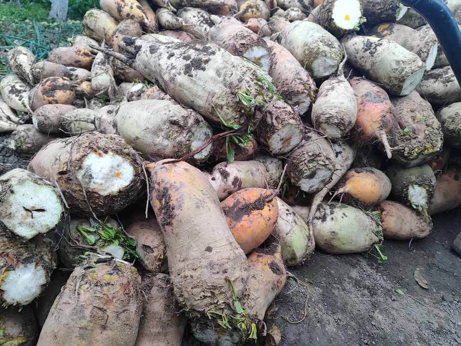 Буряк кормовий звичайний