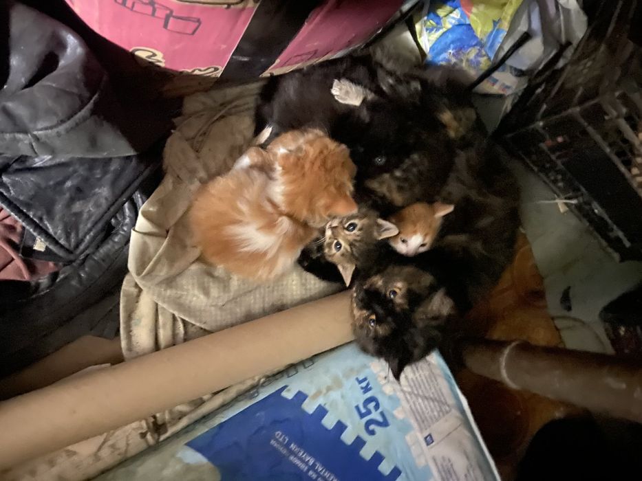 Кошенята шукають дім