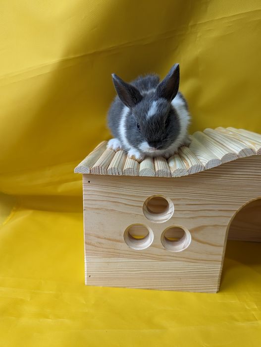 Кролик карликовий