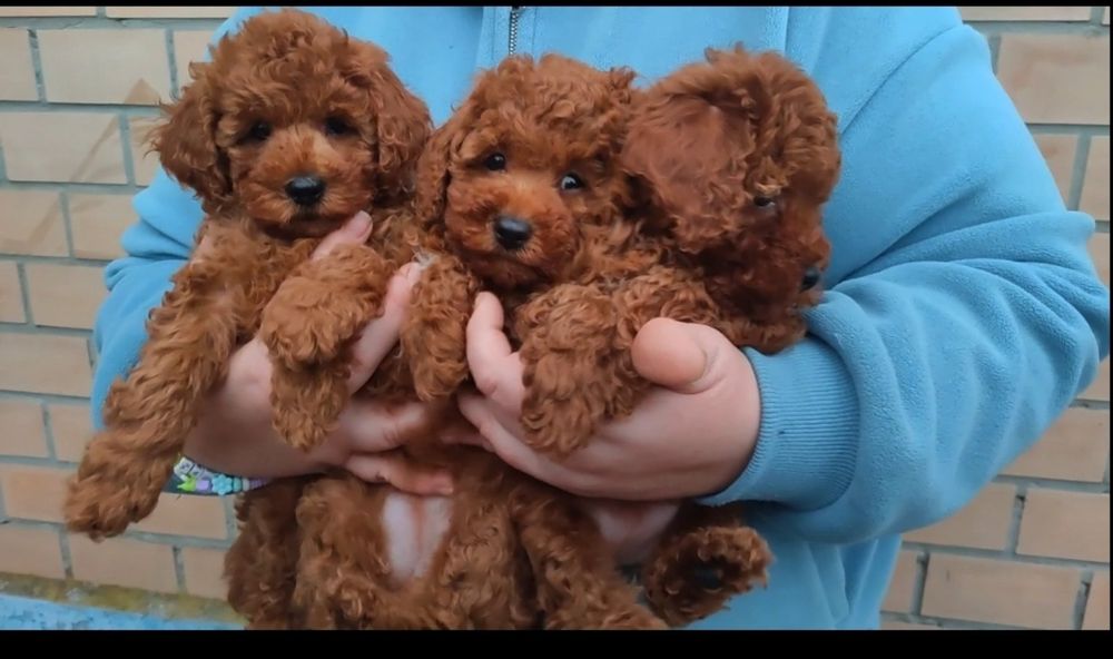 Малиши  той пудель :