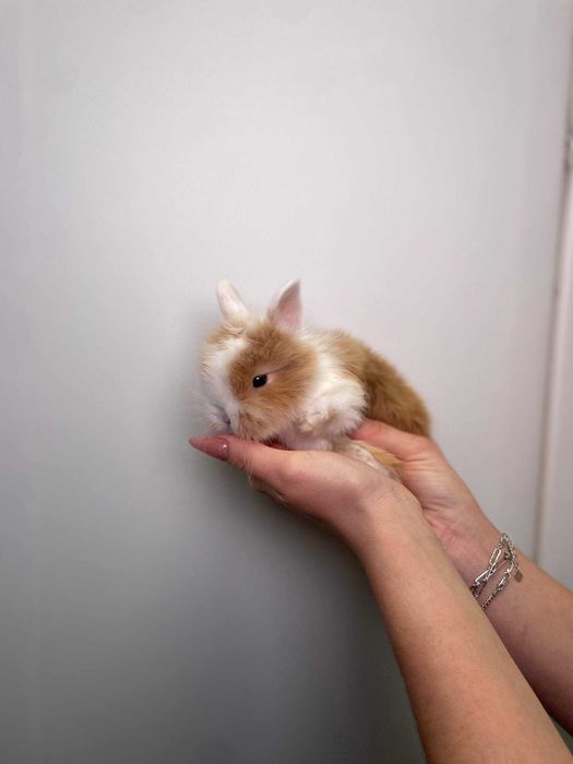 Маленькі декоративні кролики, кроленята від 1.5місяців