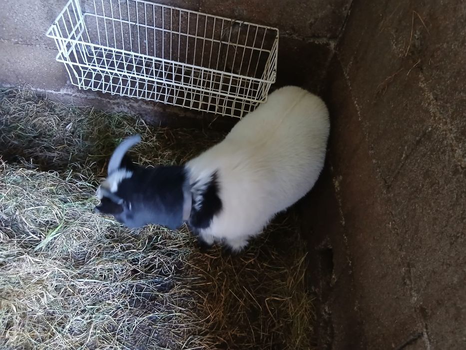 Vendo casal de cabritas