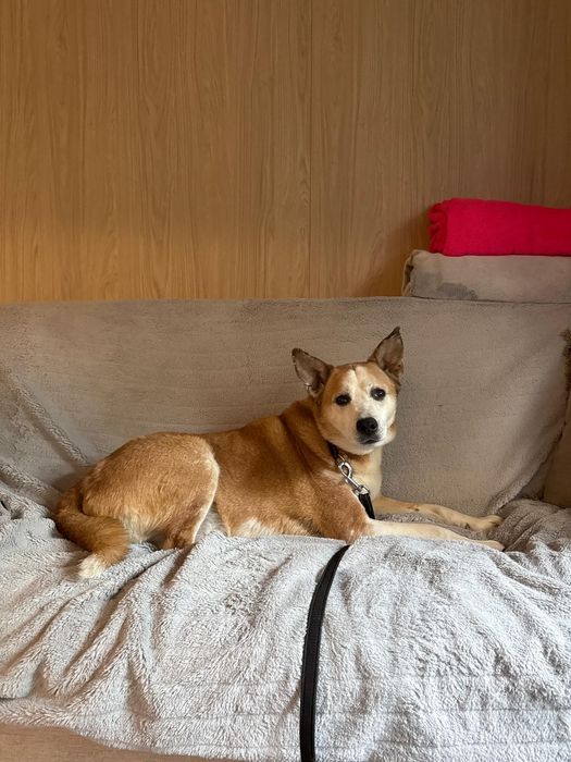 Przepiękny wrażliwy pies do adopcji