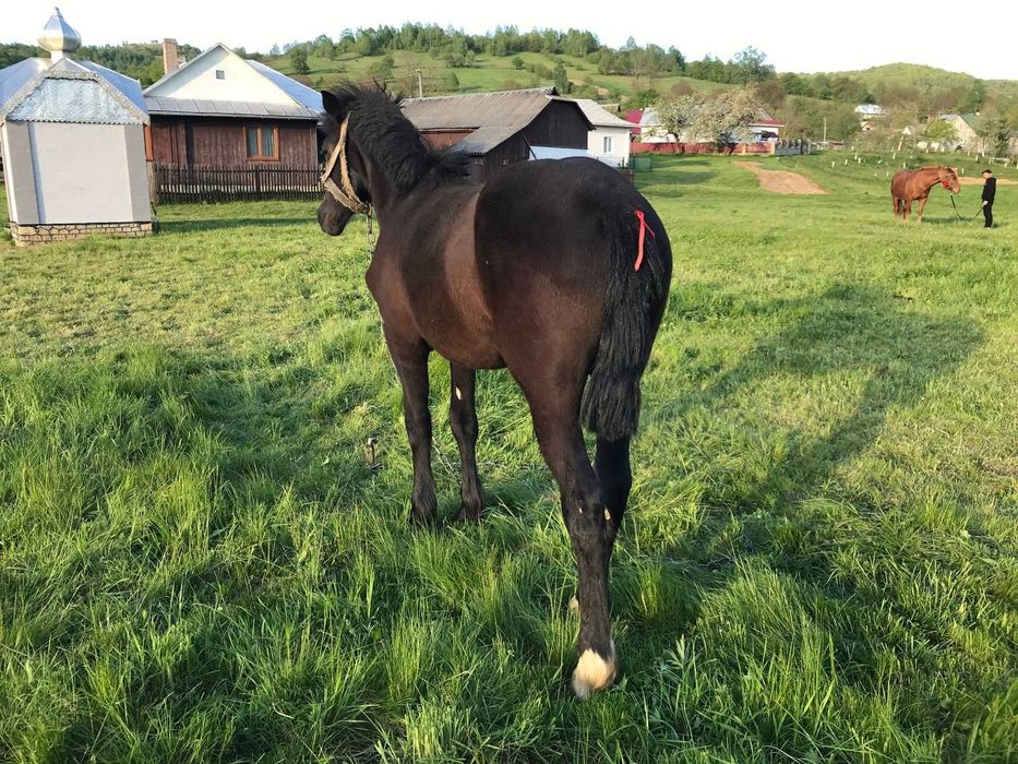 Лошичка чорна 10 міс