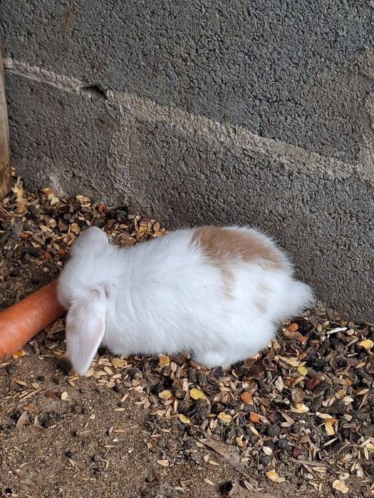 Coelhos Anões Raça Belier Puros