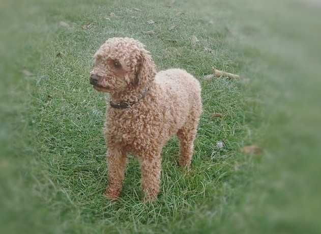 Śliczny  pudel toy piesek.