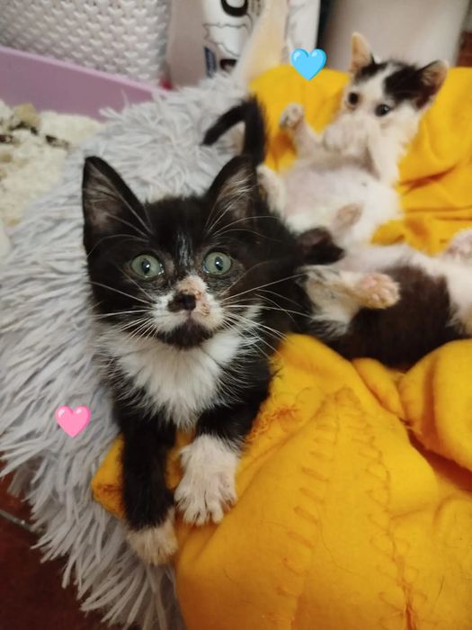 Gatinhos bebés para adoção