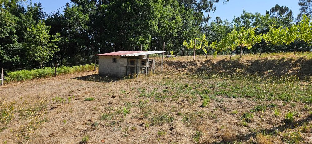 Terreno agrícola com 8.700 m² em Basto (S. Clemente), Celorico de Basto
