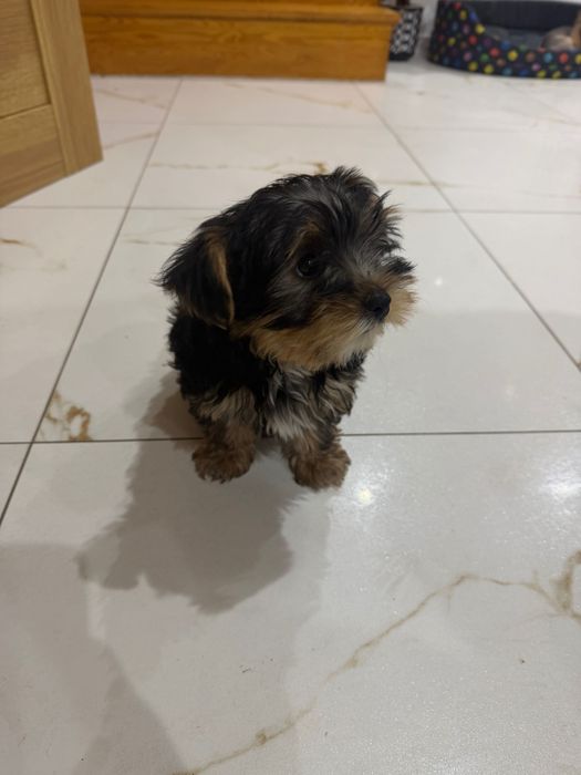Yorkshire terrier szczeniak