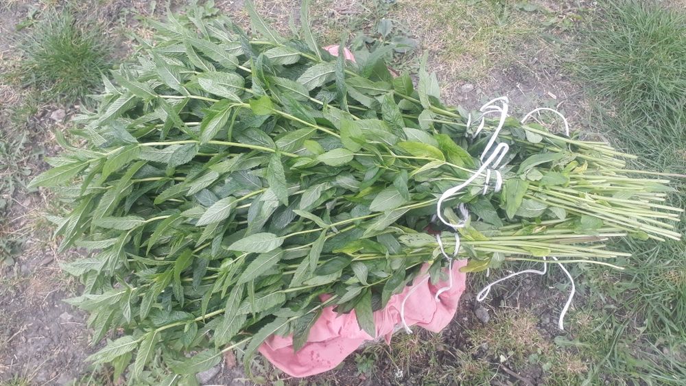 Продам вялену сушену  мяту мелісу 2025