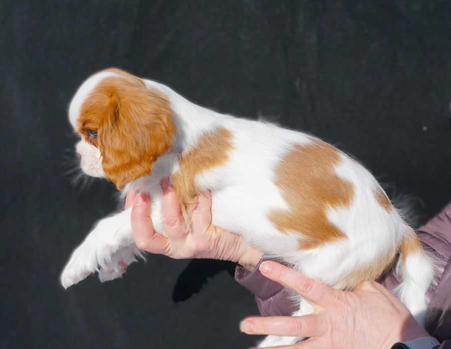 Кавалер Кінг Чарльз спаніель