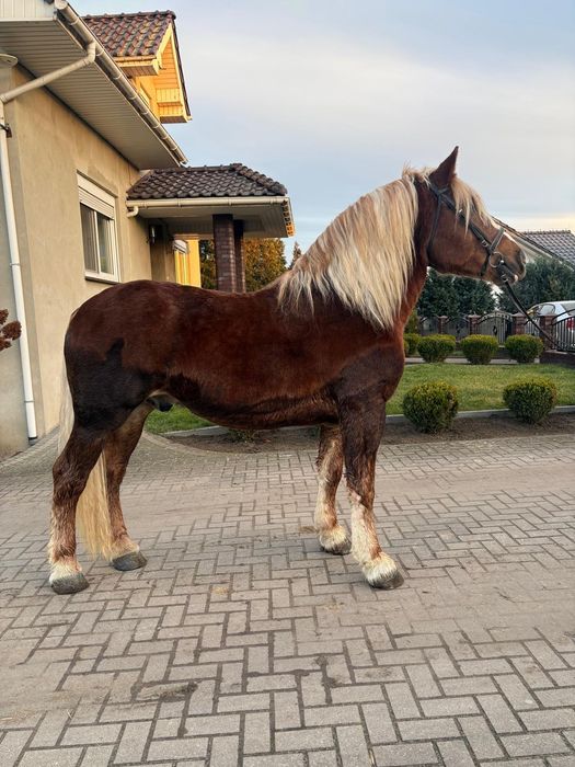 Wałach kasztan 4 lata