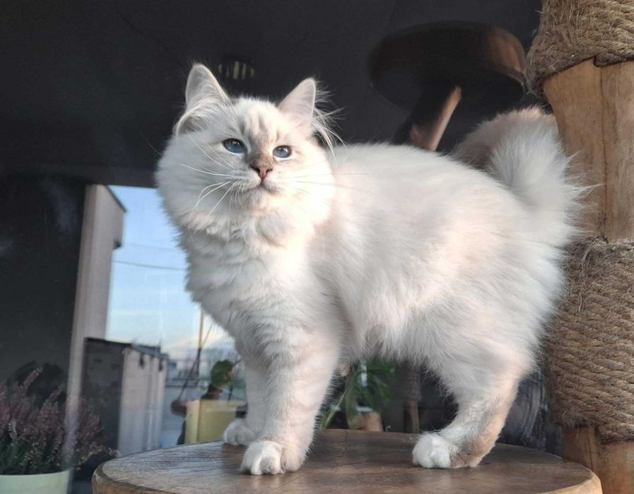 Twoje Marzenie o Kocie – Neva Masquerade z Hodowli Kocia Osada*PL