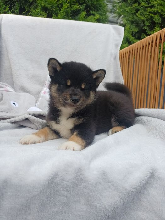 Shiba inu-czarny