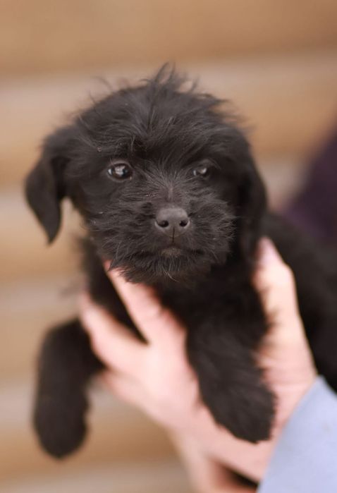 Wesołe, rozbiegane maluchy szukają kochających domów