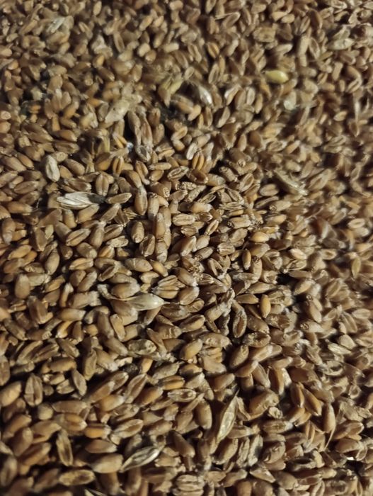 Sprzedam Pszenicę Jarą!!