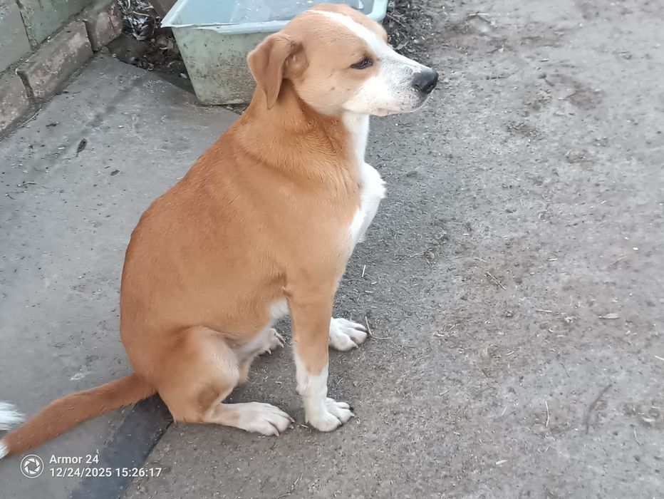 Гончак міцний   красень