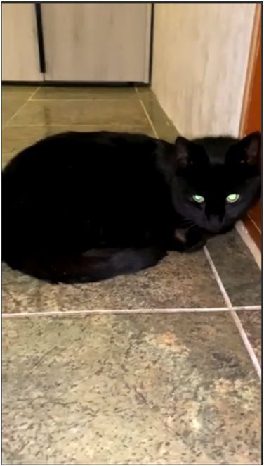 Стерилизованная кошечка даром. Кошка. Котята бесплатно. Котенок