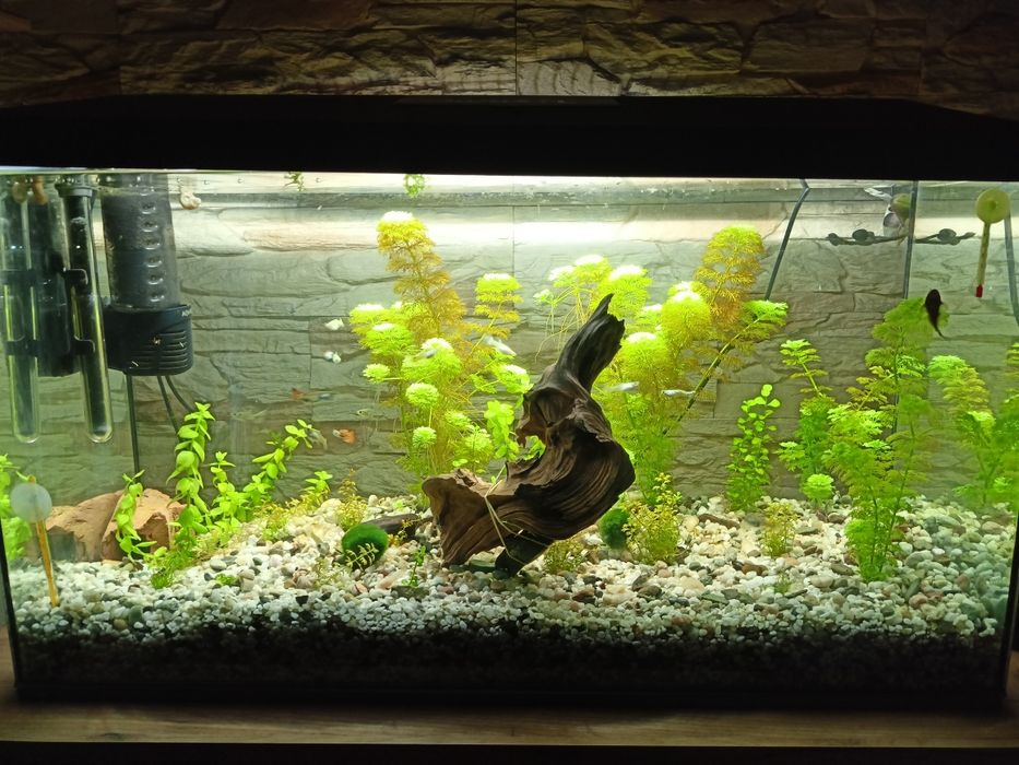 Rybki akwariowe gupiki