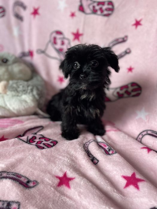 York yorkshire terrier black sunia
