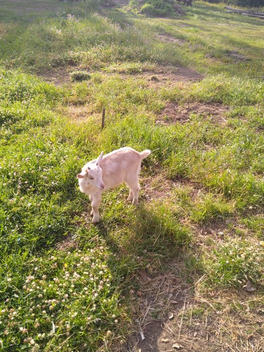 Vendo Cabrito Saanen com Murciano