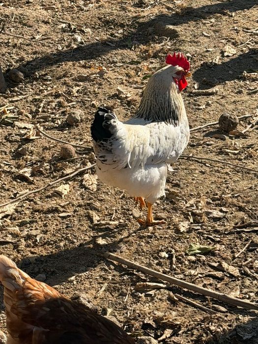 Tenho galos caseiros para vendaa