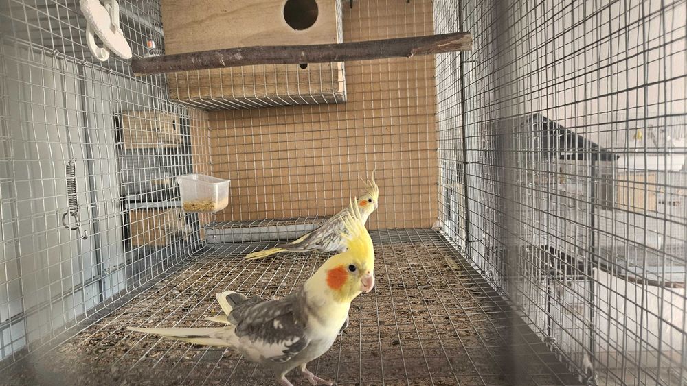 Caturras e pyrrura