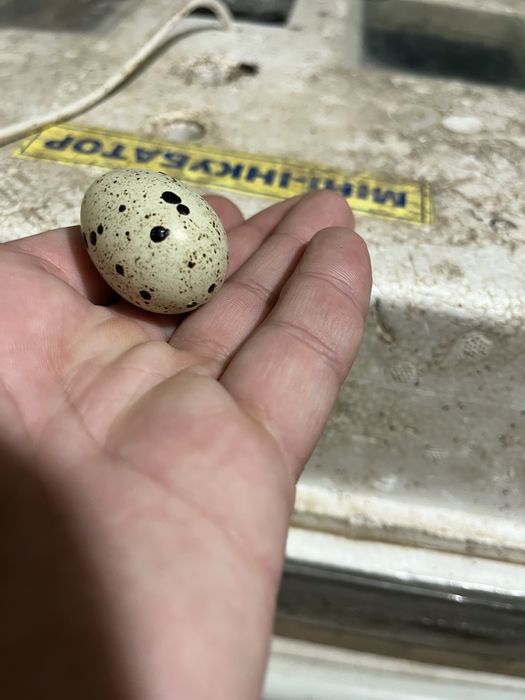 Яйцо инкубационное перепелки