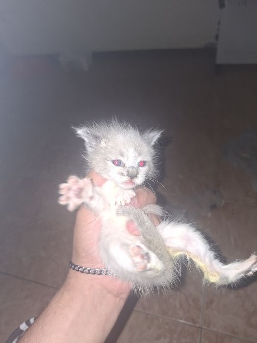 Gatinhos bebés para adoção.
