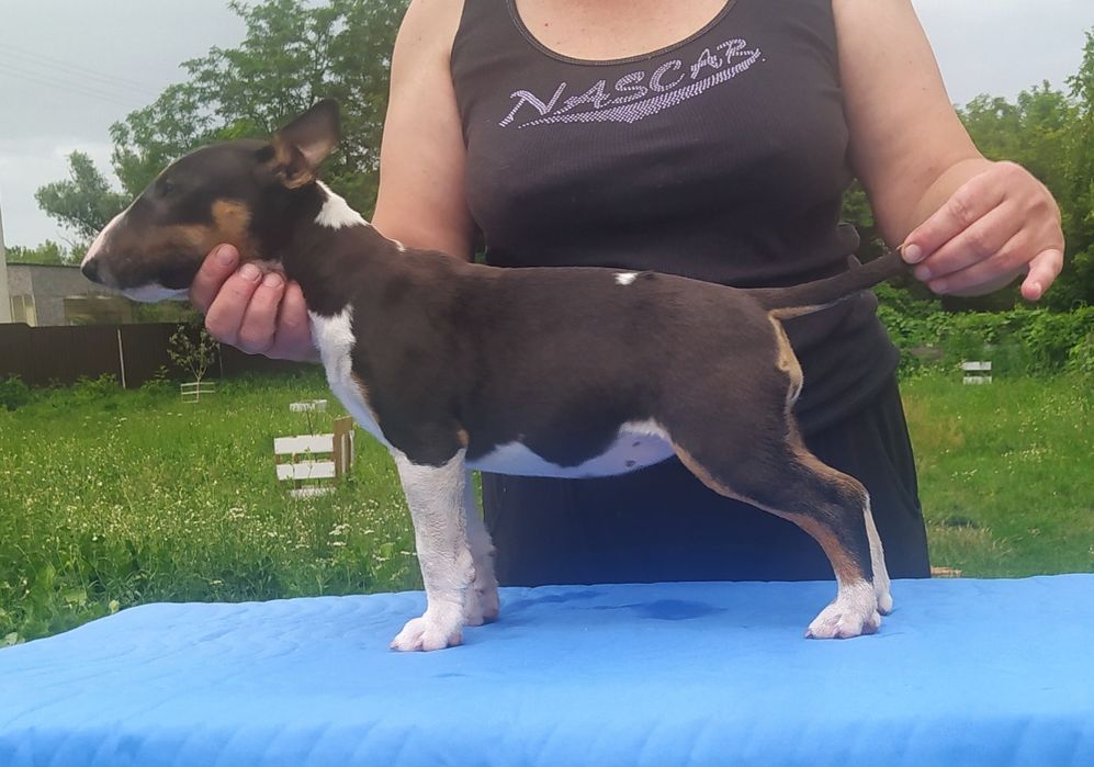 Минибультерьер девочки